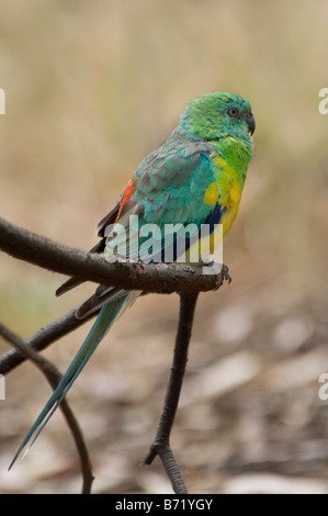 Red-rumped Parrot, male 'Psephotus haematonotus' Stock Photo