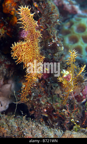 Ornate Ghost pipefish solenostomus paradoxis A mated pair swimming in unison Stock Photo