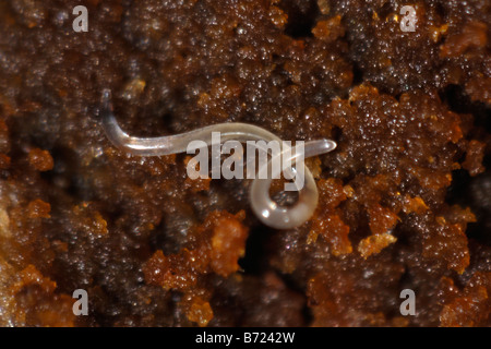 An eelworm possibly Ditylenchus sp in rotten timber of an ornamental ...