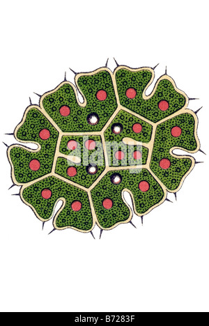 Melethallia / Gesellige Algetten, Fam Hydrodictyea / Hydrodictyaceae, Name Pediastrum, 11/ Pediastrum Braunii Stock Photo