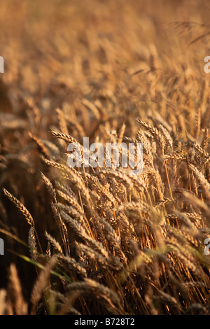 wheat field Stock Photo