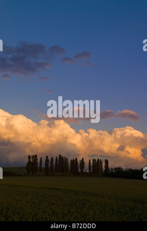 Clouds lit by the setting sun behind a row of poplar trees in North West Kent higham Stock Photo