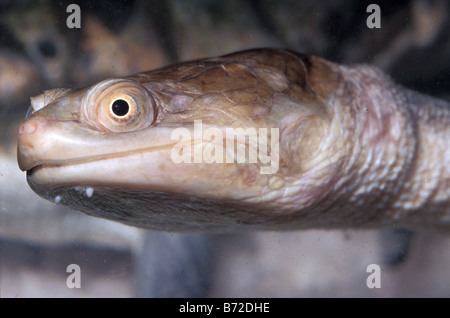 Siebenrock's Snakeneck Turtle Chelodina siebenrocki, New Guinea, Chelidae Stock Photo