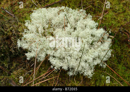 Reindeer Moss Cladonia portentosa lichen in craik forest scottish borders Stock Photo