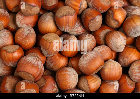 Background texture of hazelnuts Stock Photo