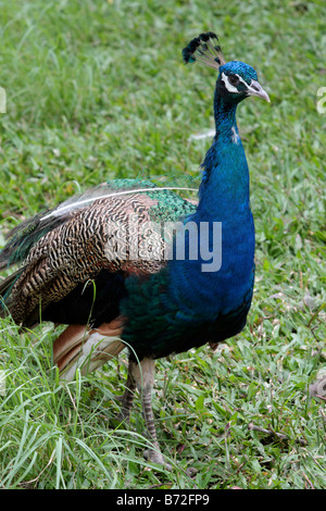 Peacock walks in Peacock Zoo which located at Sun Moon Lake Taiwan Stock Photo