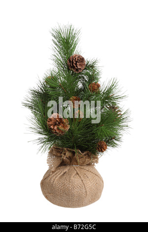 Small pine tree cut out isolated on white background Stock Photo