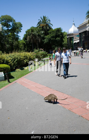 A coypu crosses in front of zoo visitors Buenos Aires zoo Buenos Aires Argentina Stock Photo