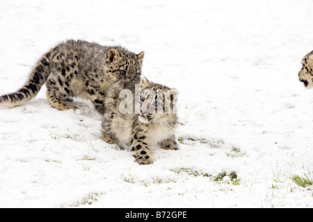 Snow Leopard Cubs in the snow Stock Photo