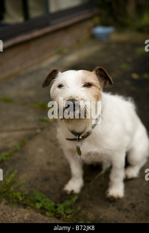 jack russell dog with a guilty expression with a muddy face Stock Photo