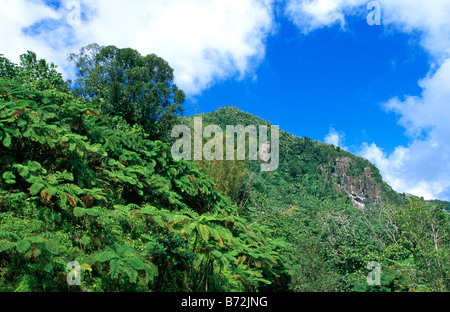 El Yunque National Forest Reserve, Caribbean National Forest, United ...