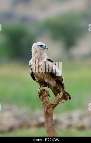 Haliastur indus. Young Brahminy Kite perched on a stick lit by morning sun, in the Indian countryside. Andhra Pradesh, India Stock Photo