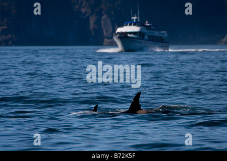 Mother and calf orcas or Killer whales in Kenai Fjords National Park with whale watching vessel approaching Stock Photo