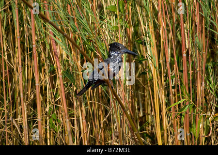 Giant Kingfisher Perching on Reed, Okavanago Panhandle, Botswana Stock Photo