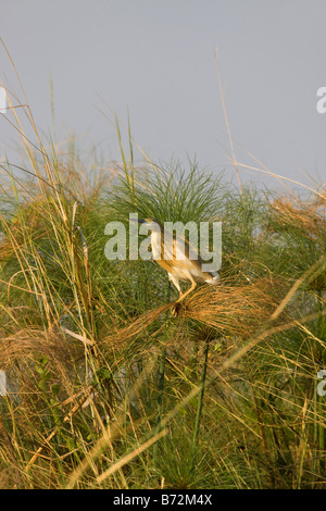 Squacco Heron Perched on Papyrus, Okavango Panhandle, Botswana Stock Photo