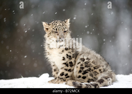 Snow Leopard Cub in the snow Stock Photo