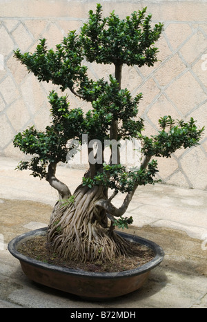 Chinese Banyan bonsai tree in a shallow container at the Buddhist Kek Lok Si Temple at Air Itam, Penang, Malaysia Stock Photo