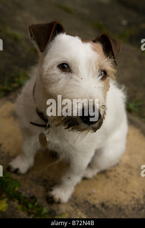 jack russell terrier with muddy nose Stock Photo