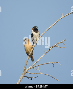 Bronze Mannikin (Lonchura cucullata), the Gambia Stock Photo