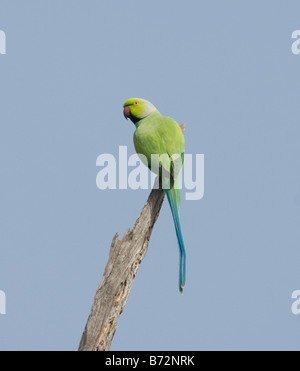 Rose Ringed Parakeet Psittacula krameri WILD Stock Photo