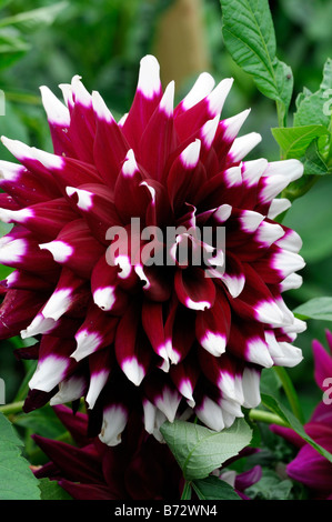 dahlia 'edinburgh' decorative produces compact white tipped rich purple flowers detail closeup close up Stock Photo