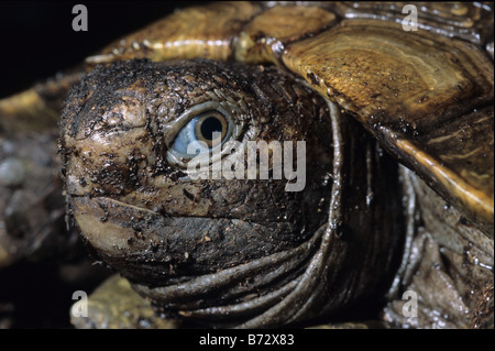 Burmese Brown Tortoise, Manouria emys, Asian brown tortoise, Testudinidae Stock Photo