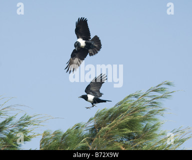 Pied Crows Corvus albus Stock Photo