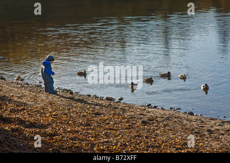 Young child feeding mallard ducks Stock Photo