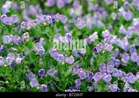 Echium vulgare 'Blue Bedder' Boraginaceae Viper's Bugloss hardy annual flower Stock Photo