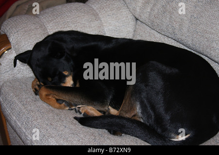 Cute black and tan dog sleeping on a couch with her paws covering her nose Stock Photo