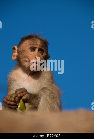 An Infant Bonnet Macaque Monkey Feeding On A Mango In Southern Inida. Stock Photo