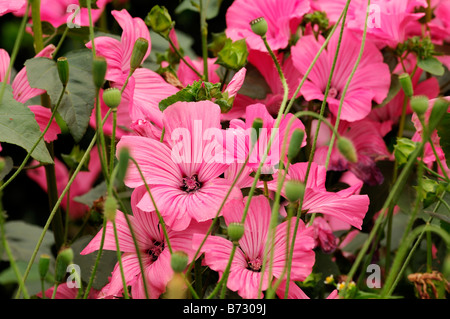 lavatera novella rose half-hardy annual pot bedding plant flower early bloom Stock Photo