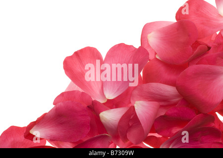 pink garden rose petals arranged as background Stock Photo