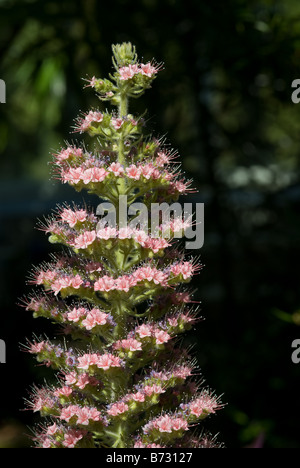 Tower of jewels, red bugloss, Tenerife bugloss, Mount Teide bugloss (Echium wildpretii - Boraginaceae) flowers Stock Photo