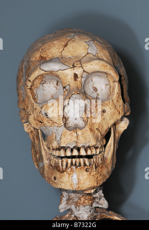 Cast of a skull of Neanderthal man Homo neanderthalensis Stock Photo