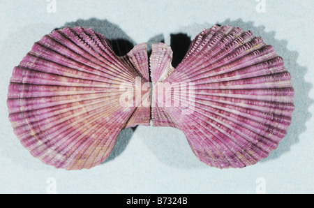 Painted scallop Chlamys nobilis family Pectinidae from Japan Stock Photo