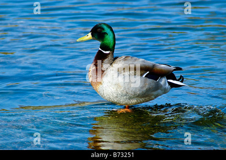 Mallard Duck in Lake Ontario Oakville Ontario Stock Photo