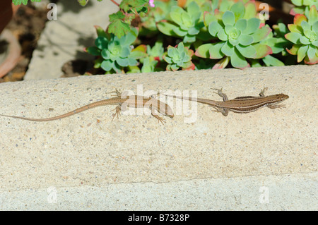 Couple of wall lizards sunbathing, Spain Stock Photo