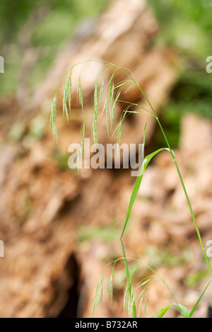 Smooth Brome grass Bromus inermis Stock Photo
