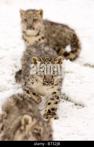 Snow Leopard Cubs in the snow Stock Photo
