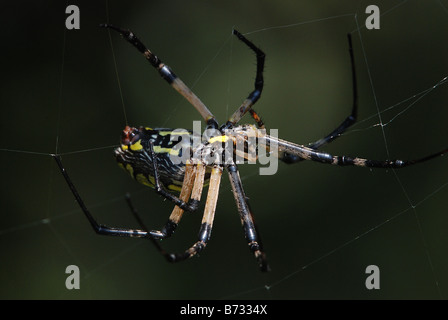 Orb spider spinning a web. Stock Photo