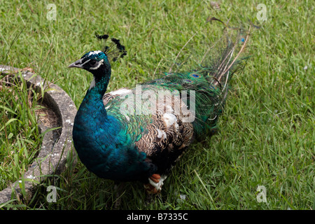 Peacock walks in Peacock Zoo which located at Sun Moon Lake Taiwan Stock Photo