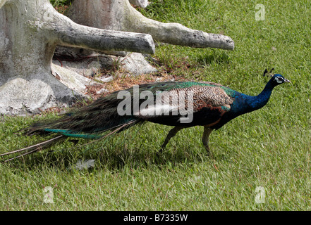 Peacock walks in Peacock Zoo which located at Sun Moon Lake Taiwan Stock Photo