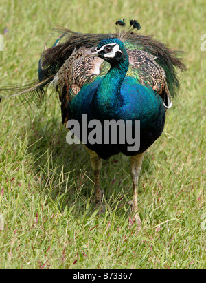 Peacock walks in Peacock Zoo which located at Sun Moon Lake Taiwan Stock Photo