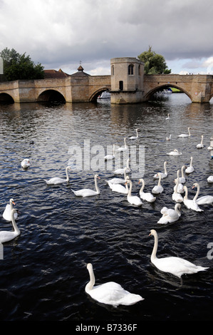 Flock of white swans on The Great Ouse River at St Ives Stock Photo