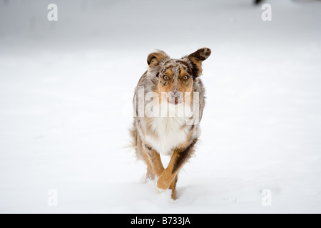An Australian Shepherd running through the snow Stock Photo