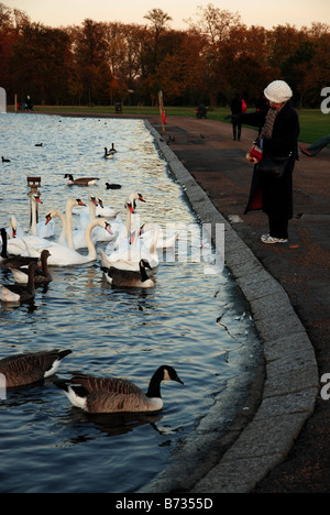 A woman feeding swans and ducks at The Round Pond, Kensington Gardens, Hyde Park, London, UK Stock Photo