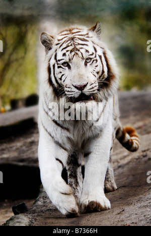 Beautiful white tiger walking towards the camera Stock Photo