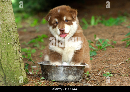 Dog days, a sweating Greenland Dog puppy coolig its paws in a water bowl on a hot summer day Stock Photo