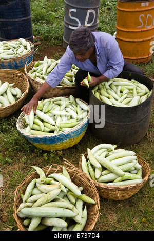 Man sorting out and washing fresh cucumbers recently harvested from fields in north Mauritius Stock Photo